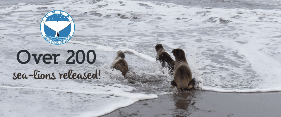200 sea-lions released